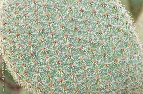 plantes du jardin botanique de roscoff