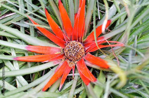 plantes du jardin botanique de roscoff