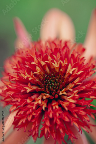 Detailed macro closeup of a red and orange coneflower