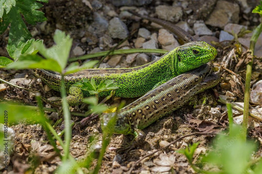 Fototapeta premium Zauneidechse (Lacerta agilis) Männchen und Weibchen