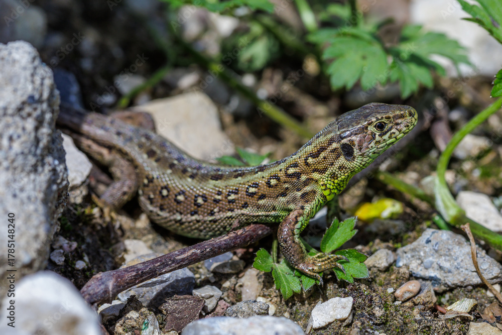 Naklejka premium Zauneidechse (Lacerta agilis) Weibchen