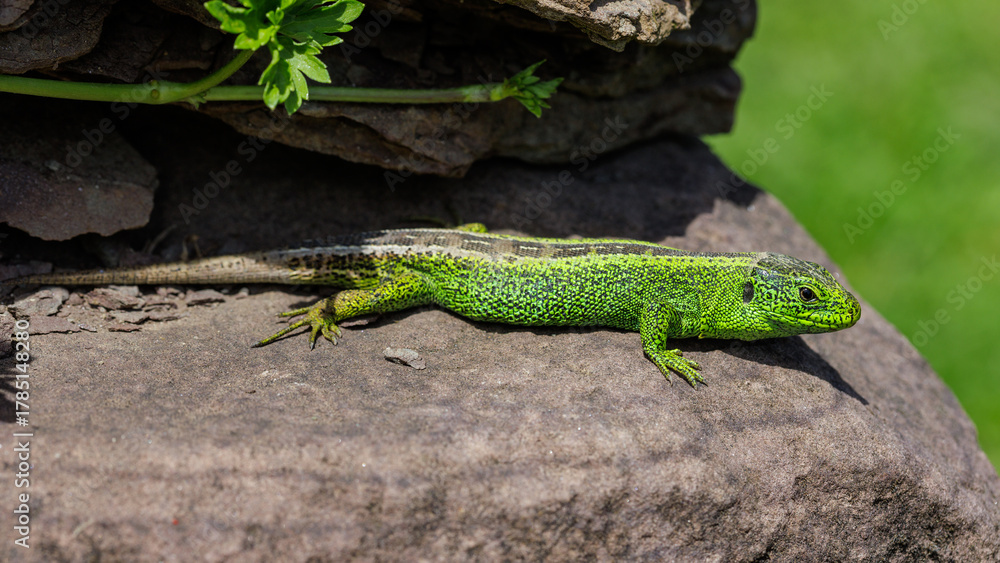 Naklejka premium Zauneidechse (Lacerta agilis) Männchen