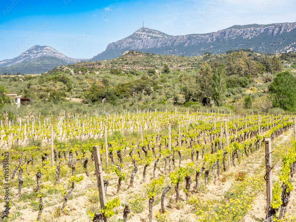 Naklejka premium Vineyards and Olive trees near Tiscali site trekking in Sardinia