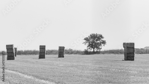 Fototapeta Naklejka Na Ścianę i Meble -  Black and white view of hay bales in the field in summer