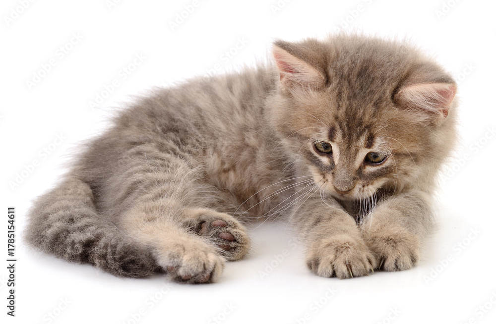 Obraz premium Fluffy gray kitten lying isolated on white background