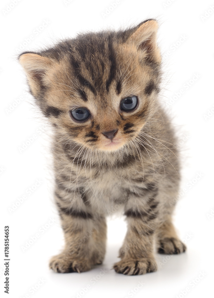 Fototapeta premium Cute brown tabby kitten standing isolated on white background