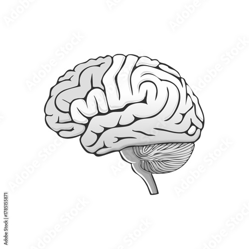 Detailed illustration of the human brain cerebellum and brainstem in gray scale tones