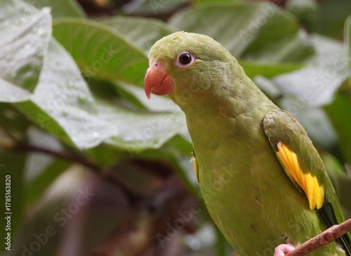 Periquito-de-encontro-amarelo
