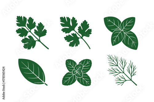 Green aromatic fresh culinary herbs vector set: parsley, basil, mint, dill, bay