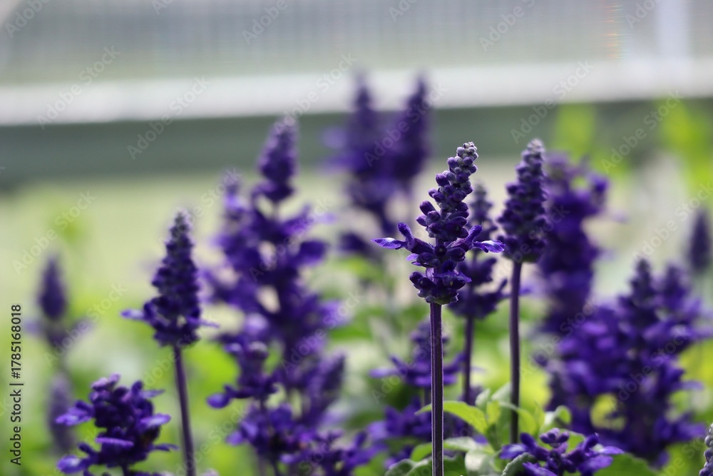 Fototapeta premium lavender flowers in the garden