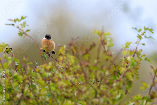 Male Stonechat, Saxicola rubicola, bird singing