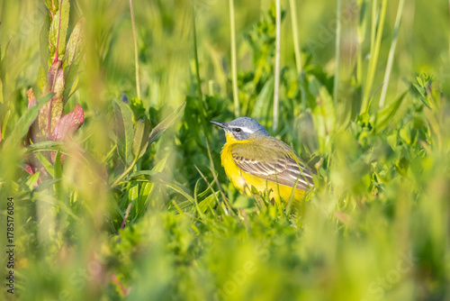 Closeup of a male western yellow wagtail bird Motacilla flava singing