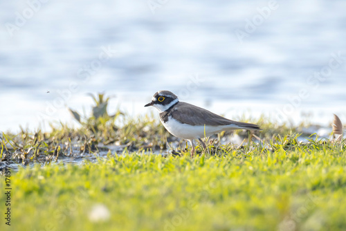 Closeup of a Little ringed plover, Charadrius dubius, foraging