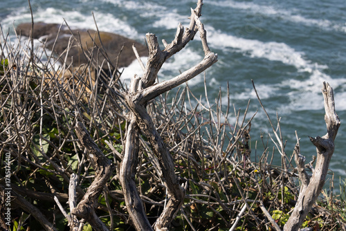 Weathered coastal branches above ocean surf