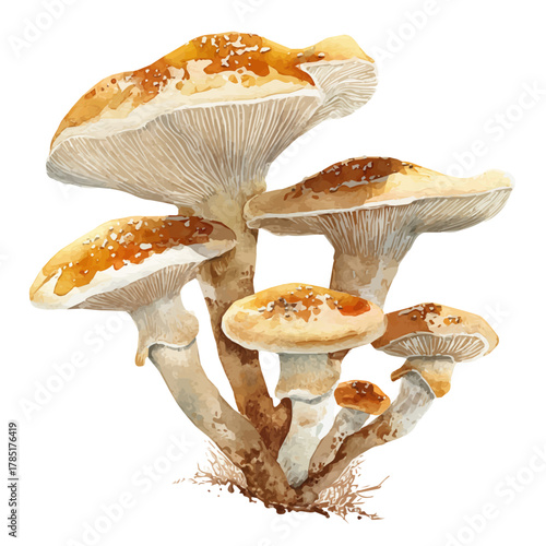 Watercolor vector illustration of Mushrooms, isolated on white background.
