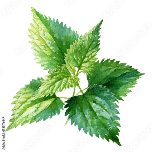 Nettle Leaf in watercolor style, vector illustration, isolated on white background.