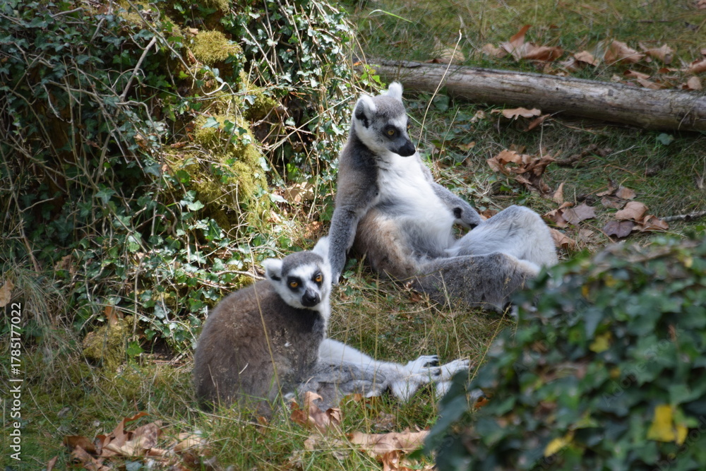 Obraz premium duo de lémurien 