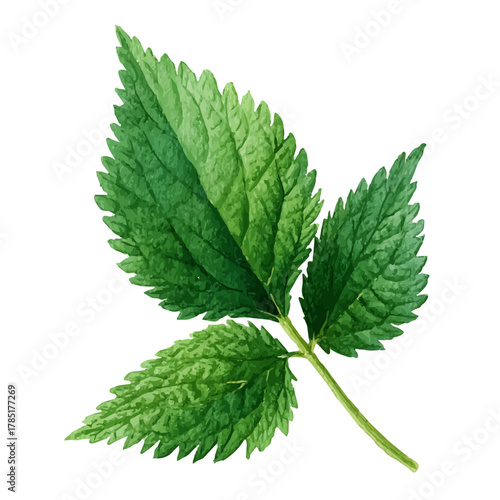 Watercolor vector illustration of Nettle Leaf, isolated on white background.
