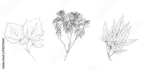 Botanical sketch collection of leaves and branches vector illustration