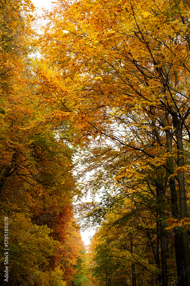 Obraz premium Vibrant Hues of the Autumn Forest