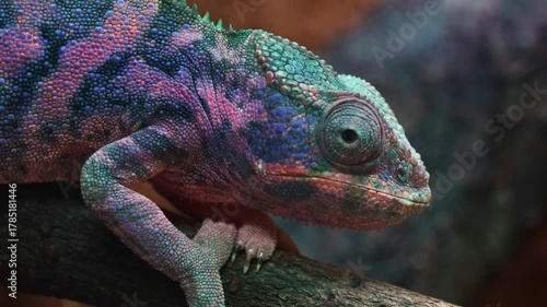 Detailed macro shot of a vibrant panther chameleon, showcasing its textured skin in shades of purple, blue, and teal as it rests on a tree branch and observes its surroundings