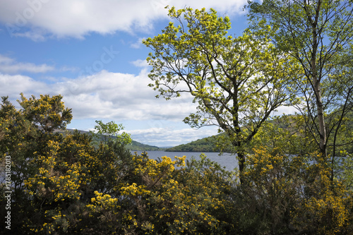 View down the loch through trees and bushes from the lochside path near Firkin Point, a viewpoint off the A82 on the west shore of Loch Lomond, OS map ref NN 338 007, Argyll and Bute, Scotland.