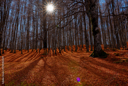 The forest in autumn