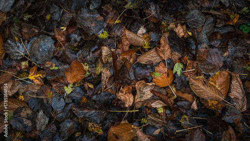 Wet fallen autumn leaves in various colors creating natural forest floor pattern, close-up seasonal texture