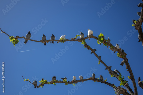 Group of Pigeons and Doves Perched on a Tree Branch against a Clear Blue Sky. Avian Animals on a Plant.