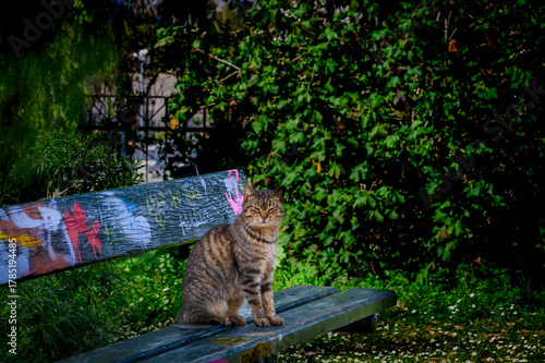 Grecja, Ateny. Kot odpoczywający  na ławce w parku otaczającym Wzgórze Akropolu