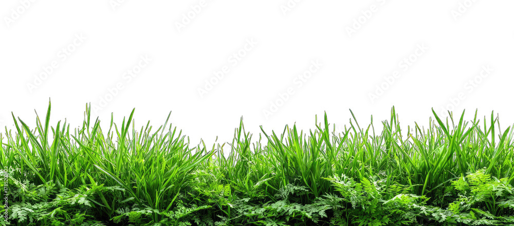 Fototapeta premium Lush green grass field against a black background (1)