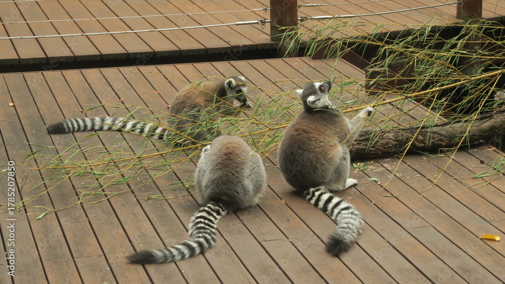 Obraz premium Grupo de Lemures