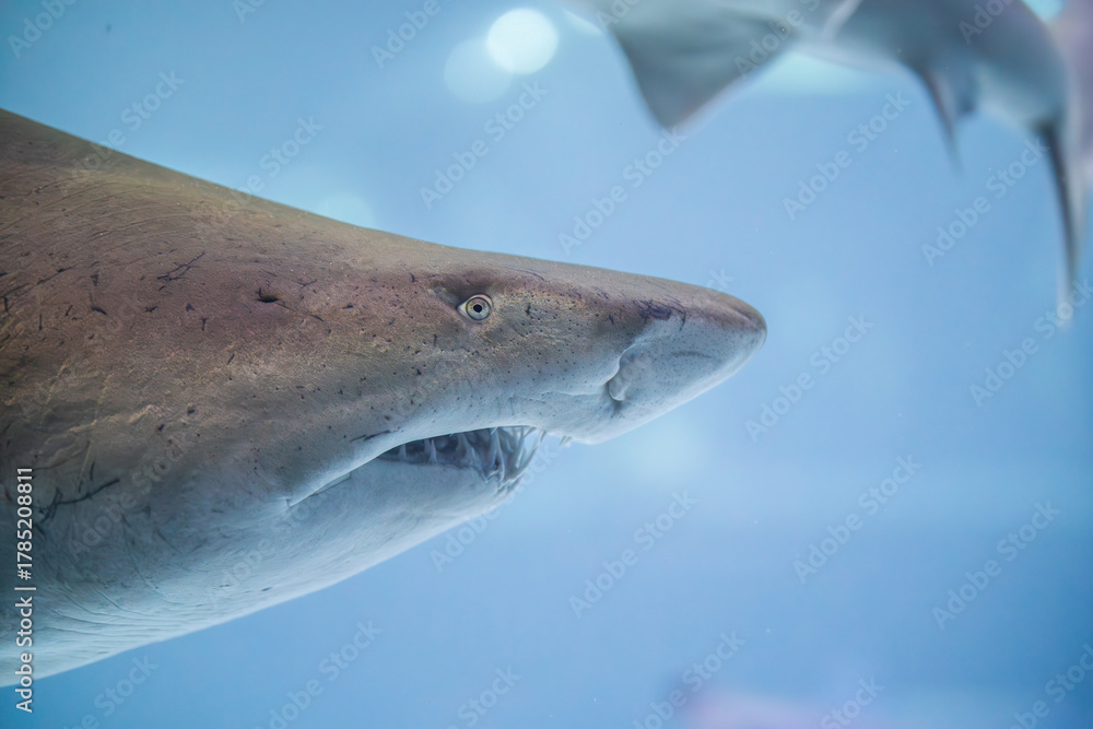 Naklejka premium Shark close-up swims through clear blue water, showing its teeth