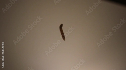 caterpillar hanging by a thread