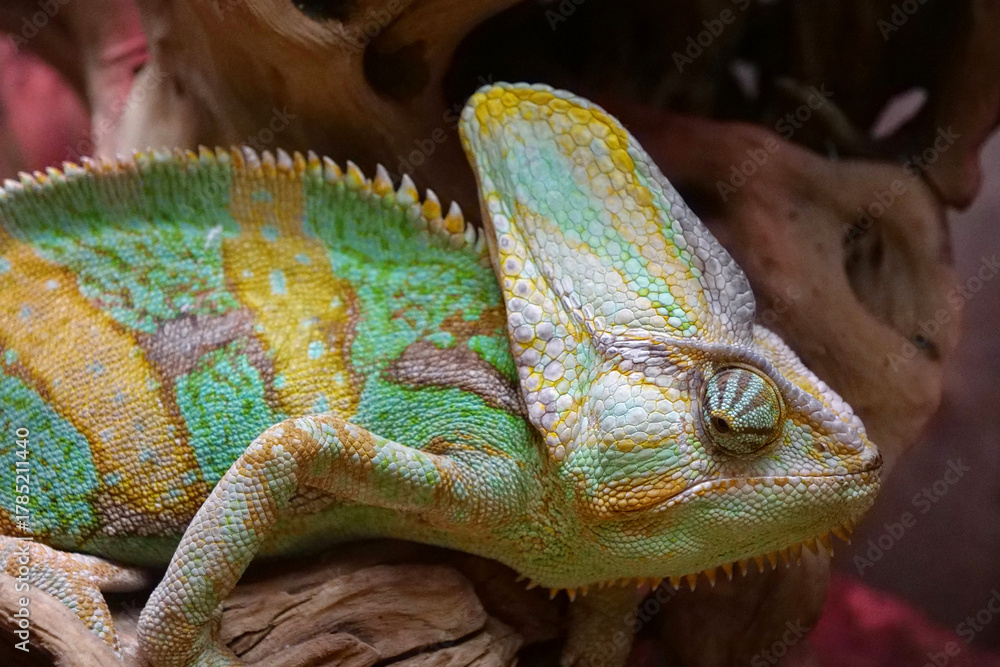 Fototapeta premium Beautiful chameleon. Known for their ability to change body color
