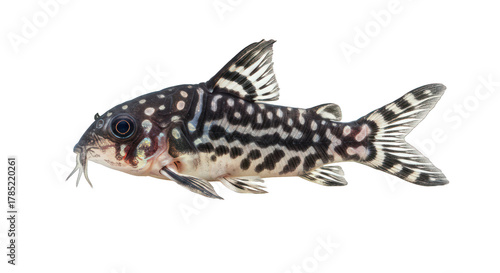 Bild auf Leinwand Detailed Studio Shot of a Panda Corydoras Fish Isolated on Black Background