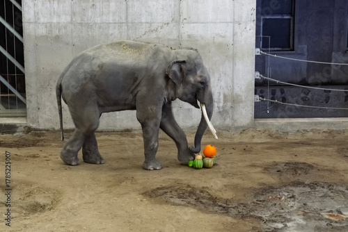 Asian elephant at the Halloween program