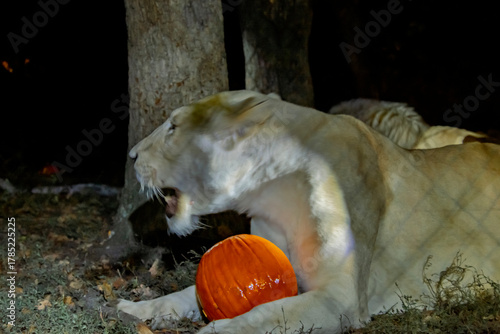 While lions with Halloween pumpkin
