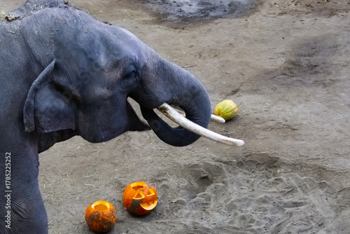Asian elephant at the Halloween program