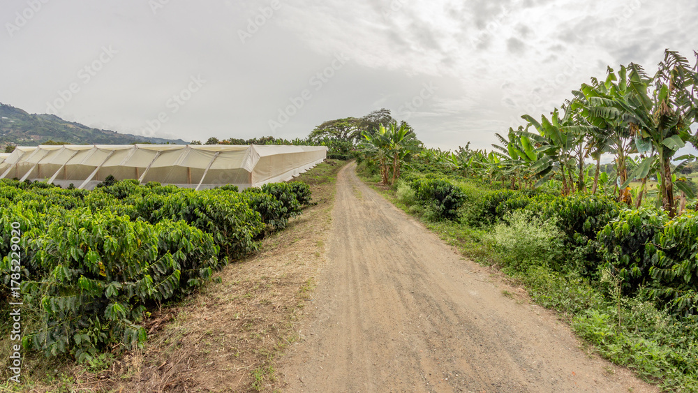Fototapeta premium Agricultural pathway bordered by coffee plants, a modern drying greenhouse, and rows of banana trees in a mountainous tropical region. Perfect for sustainability and crop production concepts.