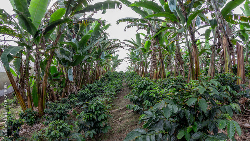 Dense coffee plants thriving under the shade of large banana trees in a tropical farm setting. Great for illustrating agroecology and shade-grown coffee production.