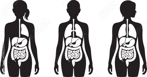 Black silhouette of female figures showing internal organs lungs liver intestines human anatomy body