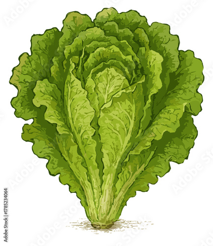 Lactuca sativa illustration art