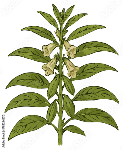Sesamum indicum illustration art