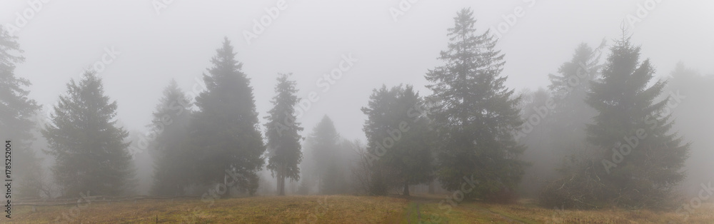 Obraz premium Panoramafoto der nebligen Herbststimmung mit Bäumen eines Nadelwaldes am Morgen auf dem menschenleeren Gipfelplateau des Großen Feldbergs im Taunus