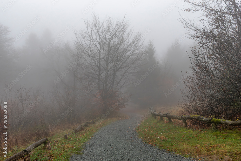 Fototapeta premium Neblige Herbststimmung mit Bäumen eines Mischwaldes am Morgen auf dem menschenleeren Gipfelplateau des Großen Feldbergs im Taunus