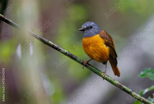 Amber Mountain Rock Thrush perched on a tree