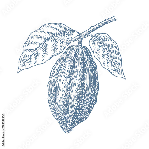 Detailed illustration of a cacao pod with leaves, a botanical drawing. Vintage woodcut linocut engraving style vector illustration.
