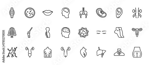 24 set of outline web human body parts icons such as basophil, hip bone, kneecap, tiptoe feet, two kidneys vector thin icons for report, presentation, diagram, web design, mobile app