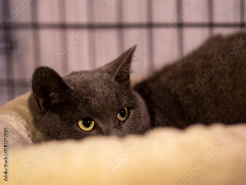 A portrait of a beautiful gray cat lying and hiding, she's a coward